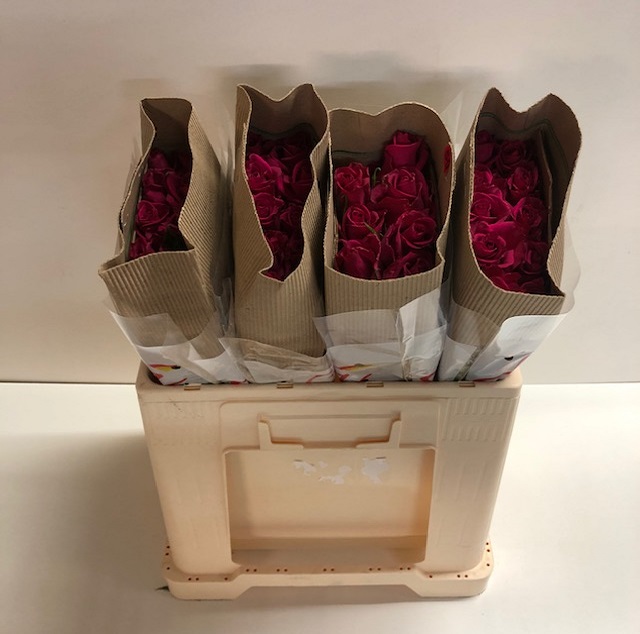 Rosa gr ever pink SB.jpg